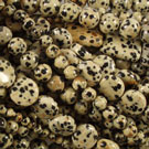 Dalmation Jasper Dalmation Jasper